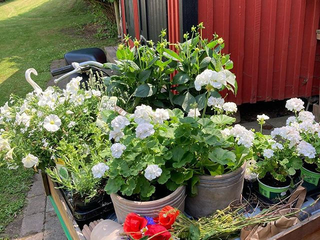 3. Blommor på kärra.jpg