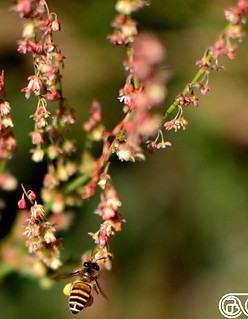 Honeybee on Pink flower