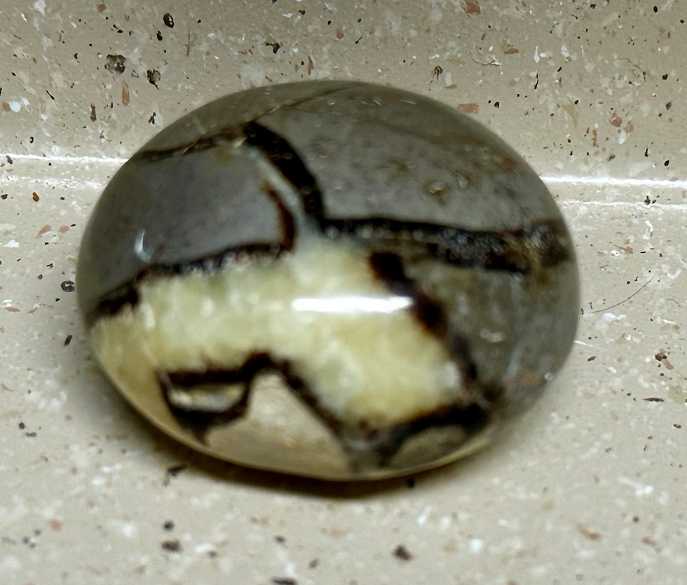 Thumbnail: Septarium Palm Stone Qty 1 (.2lbs)