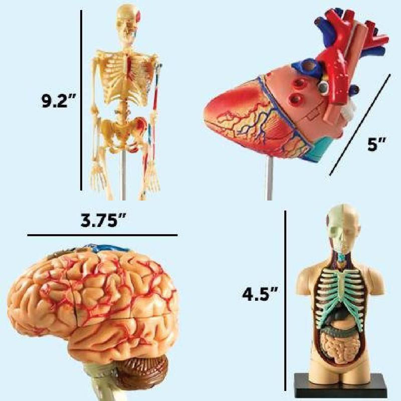 Learning Resources Anatomy Models Bundle Set