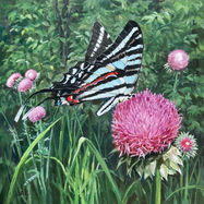 Zebra Swallowtail Nectaring 8x8