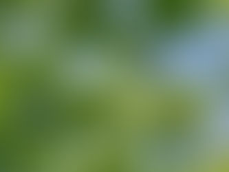 努力します