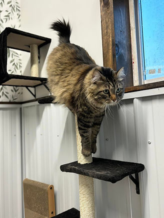 Cat.jpg