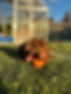 IMG_4655.jpeg