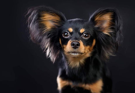 Russian Toy, Cukat, INTERCHAMPION Champion of Russia, Champion of Spain,
