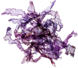 Nori_edited.png