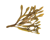 Fucus_edited.png