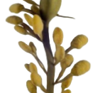 Rock Algae_edited.png