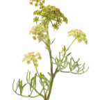 Meerfenchel_edited_edited.png