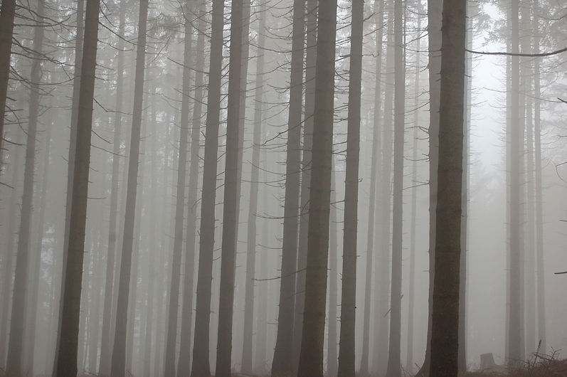 Pinewoods.jpg
