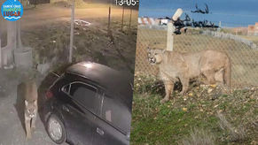Avistamiento de puma: El Consejo Agrario Provincial advirtió que no logró contener al animal y pidió a la comunidad comunicarse en caso de conocer su nueva ubicación