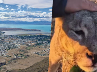 Crueldad sin límites: hallan tres pumas asesinados y atados con alambre cerca de El Calafate