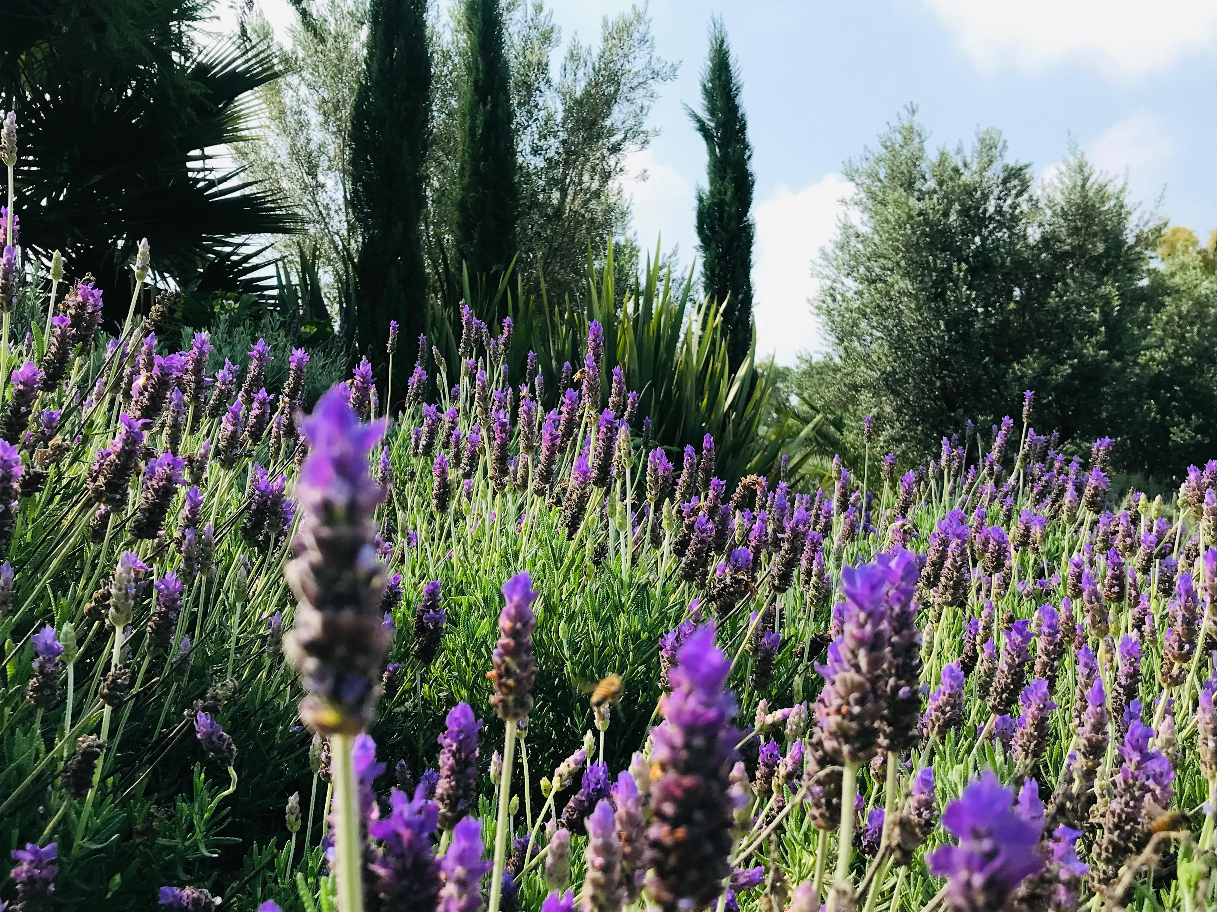 Foto del escritor: Karina Martinez