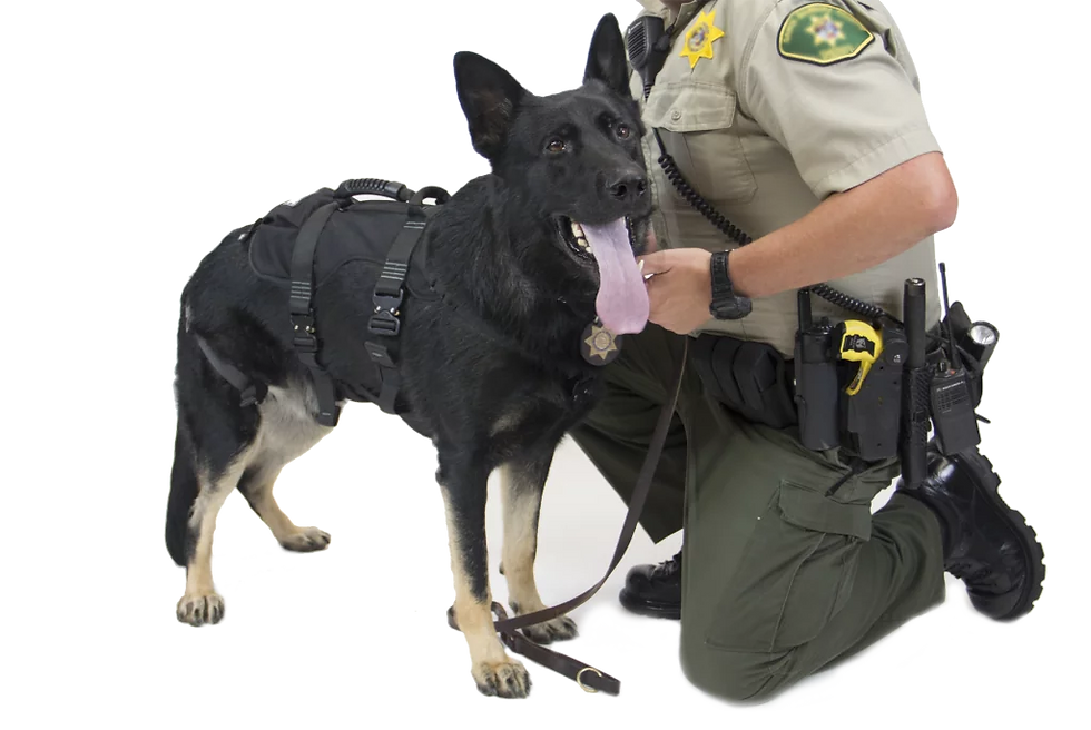 Thumbnail: CMC-K9 PROSERIES® RAPPEL HARNESS