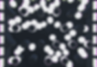 PlinkoLoop.gif