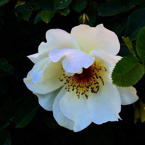 Vit blomma studio natur