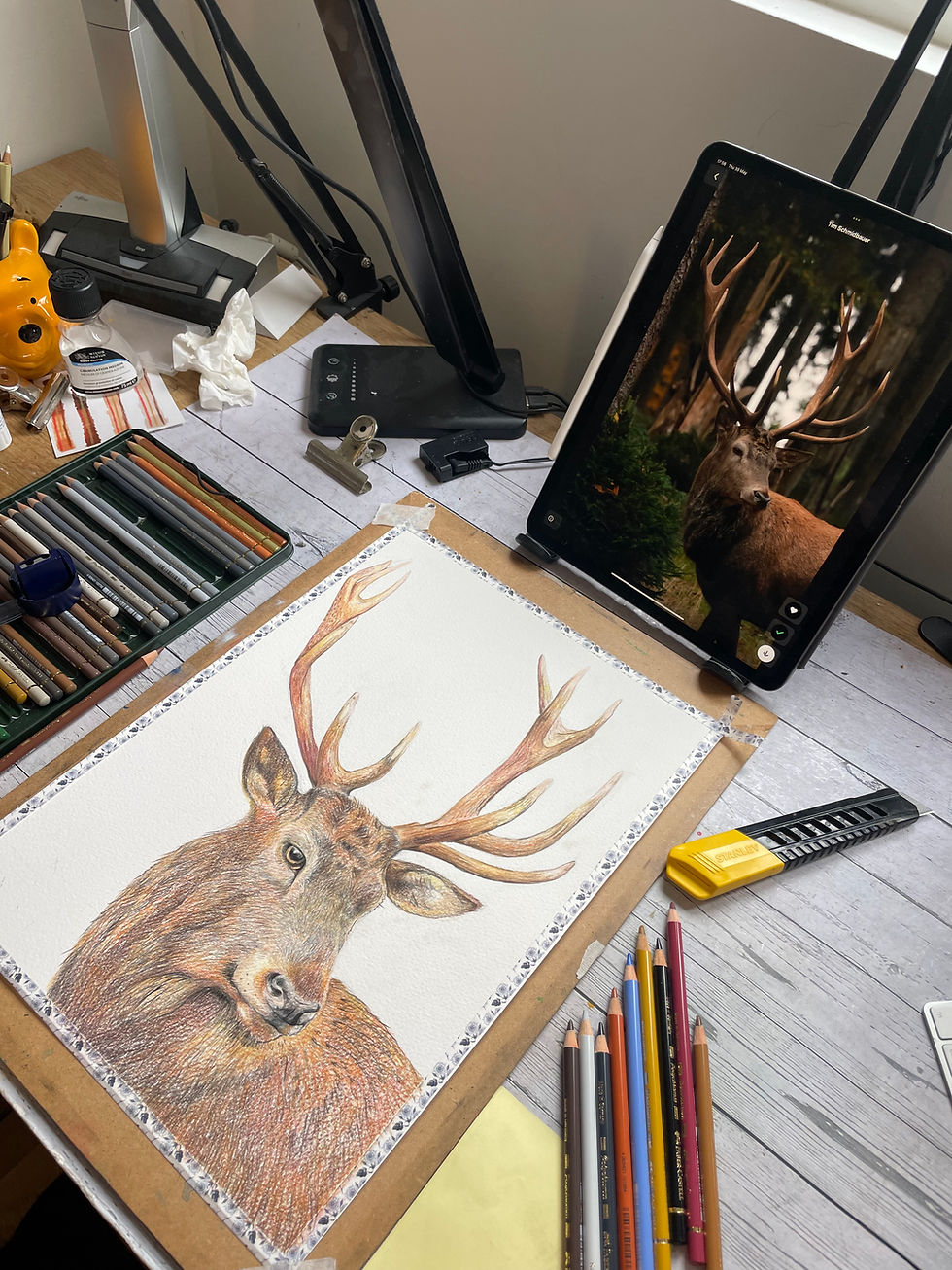 Colour pencil drawing of a deer for the Makings and Musings course
