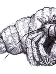 Dive into the world of art with our beginner-friendly classes and courses, designed to instill the habit of drawing for everyone, regardless of skill level. It's never too late to start your drawing journey! Join our community, where we believe everyone can draw, and let our courses guide you through the joy of creating art. Whether you're picking up a pencil for the first time or looking to make drawing a daily habit, we're here to nurture your artistic exploration and help you discover the artist within.
