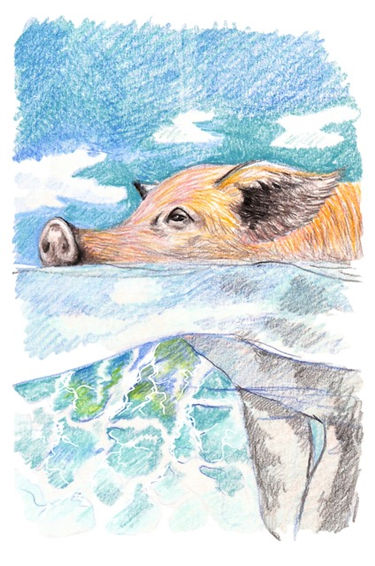 Uncover the essence of your artistic identity while honing the skill of creating realistic animal portraits. Explore the intricacies of form, texture, and expression in our drawing lessons, guiding you towards a personalized and lifelike portrayal of your favorite creatures.