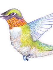 Experience the symphony of birdsong with five captivating bird drawings within our creative community. Each drawing tells a unique story of avian grace and beauty. Join our community and explore the artistry of nature!