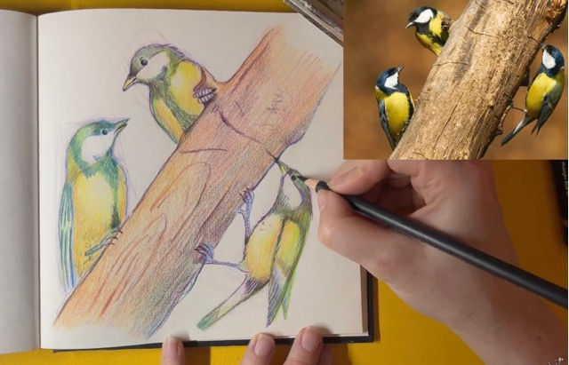 Hand sketching three yellow-and-green birds on a branch in a notebook, with a reference photo of birds on a tree inset.