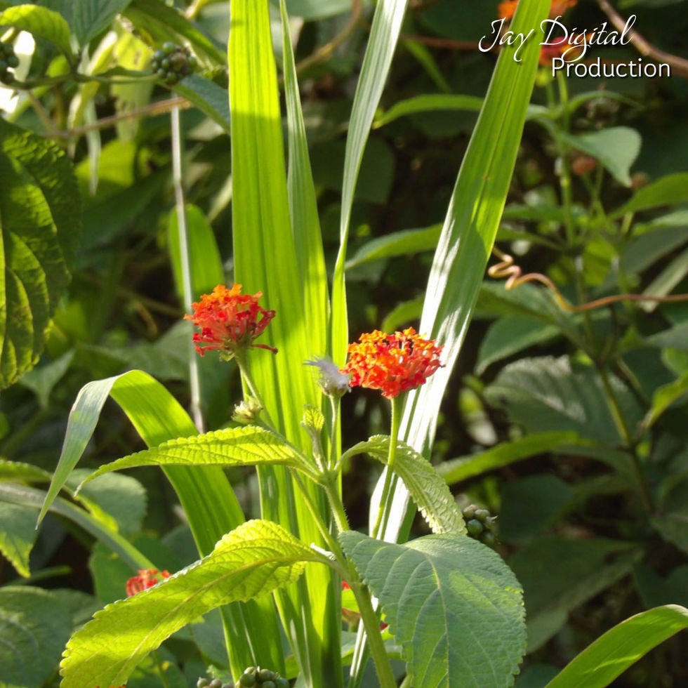 Cariaquillo (o Lantana)