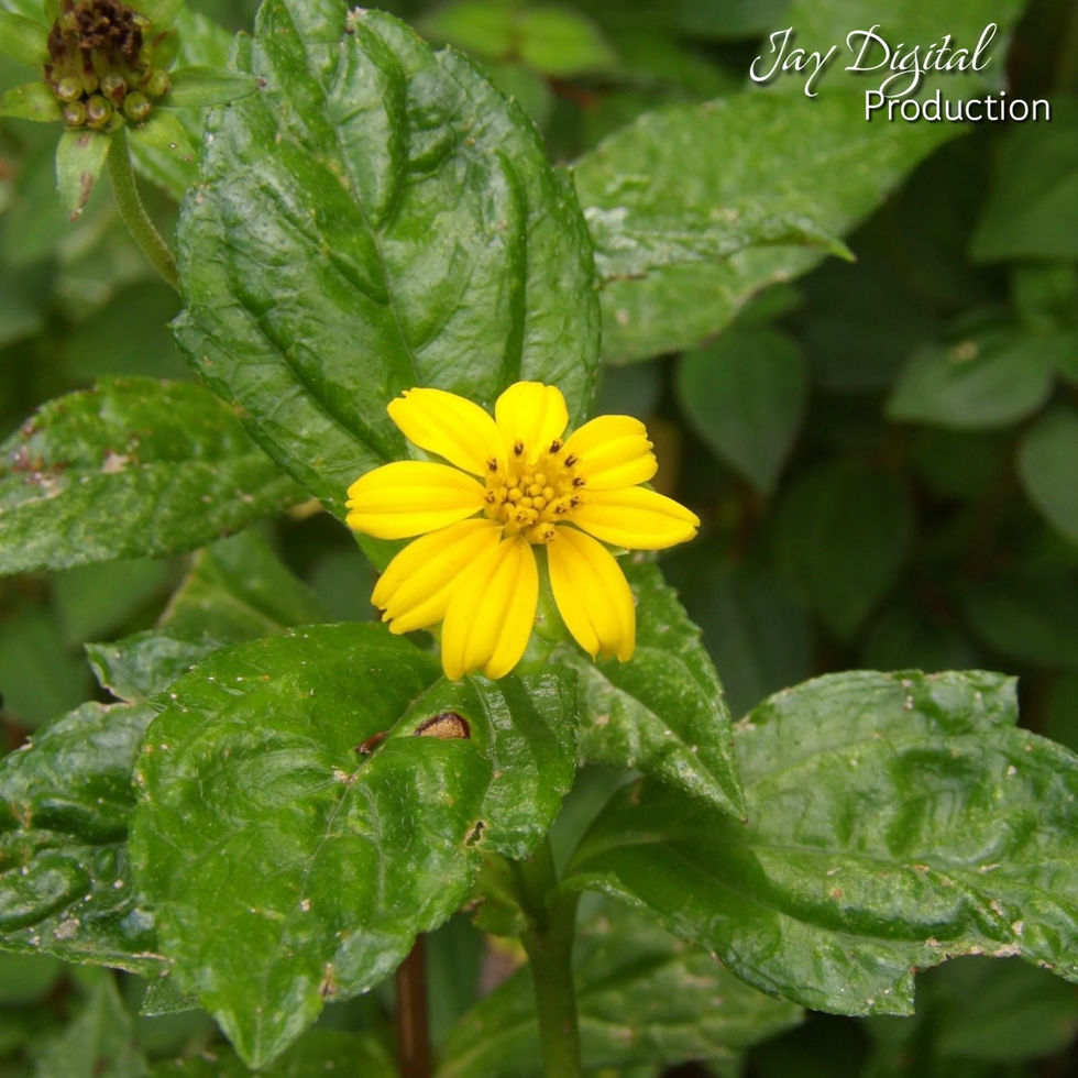Wedelia (o Manzanilla de Playa / Margarida Amarilla