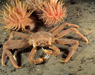 alaskan snow crab.jpg