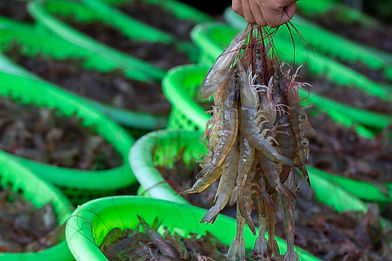 Pacific White shrimps or Litopenaeus vannamei on hand in front of the aquaculture pond, Fr