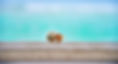 CrustaceanCompassion animal welfare UK