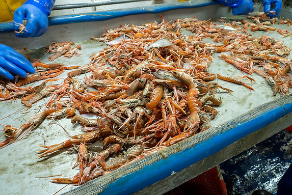 Eyemouth night fish