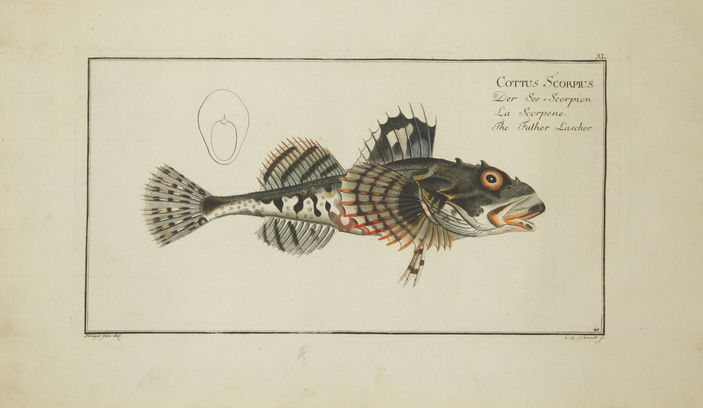 Cottus Scorpius. The Father Lascher