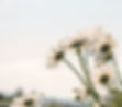 daisies-gd264337d3_1920_edited_edited.jpg