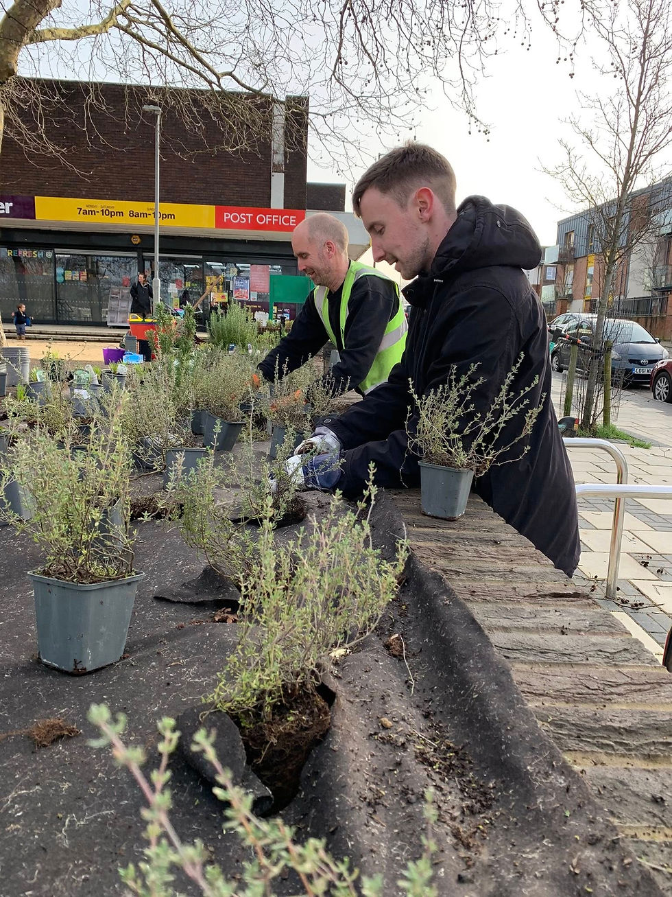 Sam hard at work doing some planting in the Square