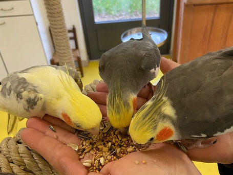 L'ESAD, ses perruches, ses olympiades, son marché de Noël : lisez le journal post-crise !