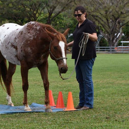 Horsemanship Equine Connection