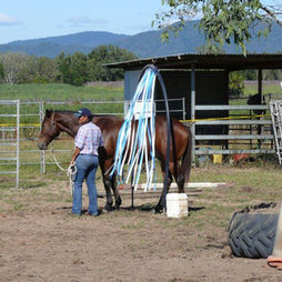 Horsemanship Equine Connection