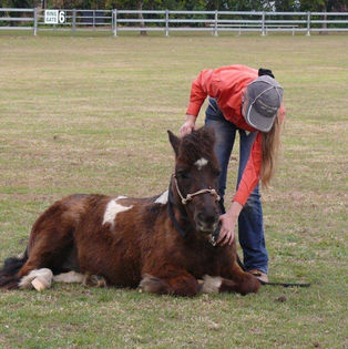Liberty Clinic Equine Connection