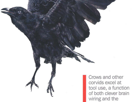 NOVA Bird Brain Response