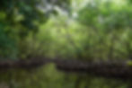 Panama included science-based and measurable targets to conserve mangroves within their NDC 3.0, demonstrating the role that mangroves can play within countries climate action plans. © Kate Meyer, The Pew Charitable Trusts