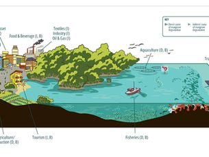 Mangrove Breakthrough Financial Roadmap