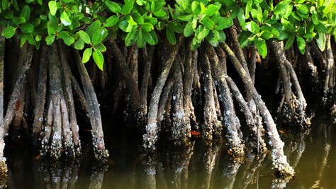 The World’s Mangrove Forests Show Net Gain Globally
