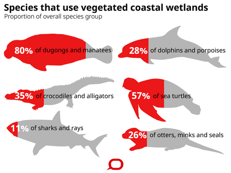Study Reveals Connections Between Mangroves and Marine Megafauna
