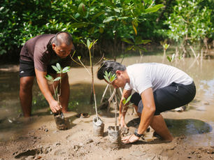When Conservation Seems Futile, Look to Mangroves for Hope