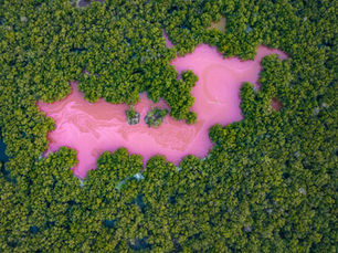 10th Annual Mangrove Photography Awards