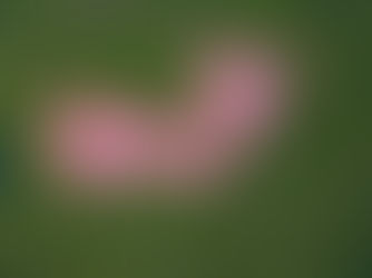 10th Annual Mangrove Photography Awards