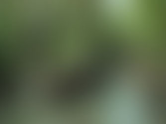 Sediment Flow in the Context of Mangrove Restoration and Conservation