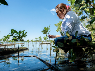 Why the Next Era of Mangrove Restoration Must Be Led Locally