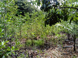 Global efforts by Fauna & Flora International and Partners to Protect and Restore Mangroves