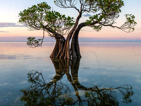 The State of the World’s Mangroves 2026